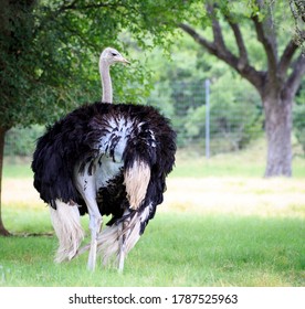 Ostrich In Safari Park (Natural Bridge Wildlife Ranch, Texas)