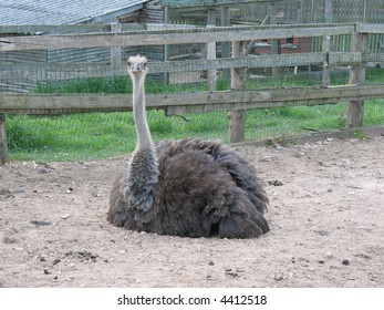 Ostrich Sitting.