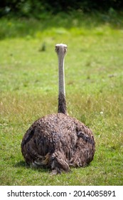 Ostrich Sitting At The Green Grass