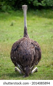 Ostrich Sitting At The Green Grass