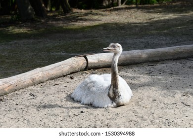 Ostrich Sitting Near A Tree