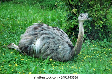 Ostrich Sitting On Green Grass