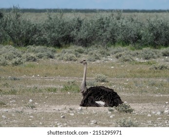 Ostrich Sitting On Her Nest