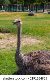 Ostrich Sitting In The Zoo
