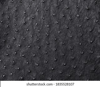 Ostrich Skin In Black Color