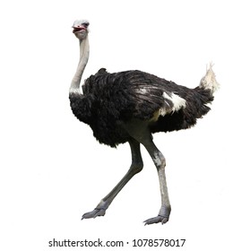 Ostrich standing isolated on white background this has clipping path.