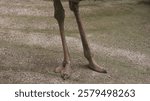 Ostrich Standing in a Zoo Enclosure with Visitors in the Background