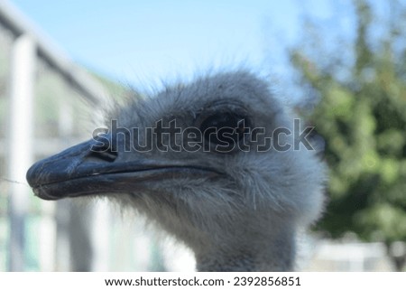 Ostrich is still wathing at you 