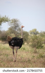 Strauß - Ostrich - Struthio Camelus