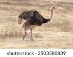 Ostrich (Struthio camelus) in the african savanna