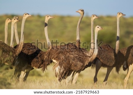 Ostrich (Struthio camelus), group of females, rainy season with green surroundings, Kalahari Desert, Kgalagadi Transfrontier Park, South Africa