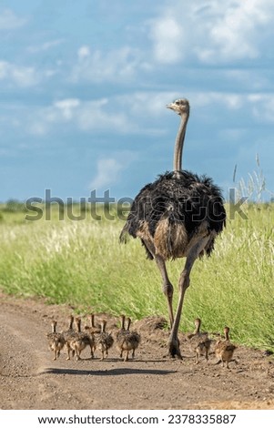 Ostrich (Struthio camelus) male and female with their chiks running over a gravel road in Kruger Nationl Park in South Africa