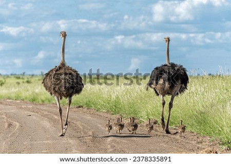 Ostrich (Struthio camelus) male and female with their chiks running over a gravel road in Kruger Nationl Park in South Africa