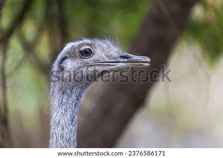 Ostrich - Struthio camelus - Nandu pampas (Rhea americana) portrait of a flightless bird.