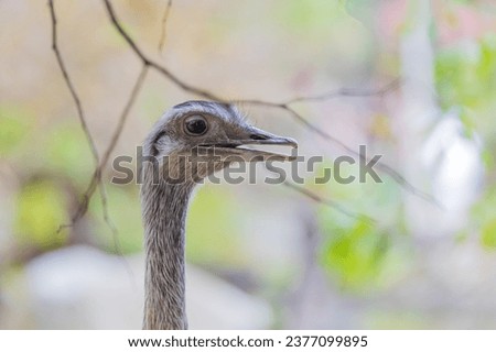 Ostrich - Struthio camelus - Nandu pampas (Rhea americana) portrait of a flightless bird.