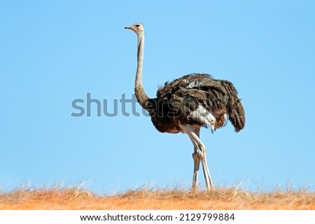 An ostrich (Struthio camelus) on a dune against a blue sky, Kalahari desert, South Africa
