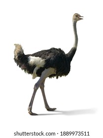 Ostrich,  Struthio camelus walking isolated on white background. This has clipping path.