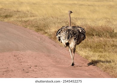 Ostrich walking along dirt path in open grassland - Powered by Shutterstock