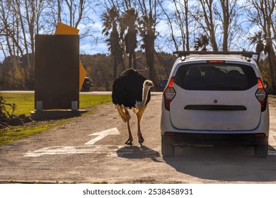 Ostrich walking and bending its neck to see through a car window who is inside, on a sunny day in a wildlife park. - Powered by Shutterstock