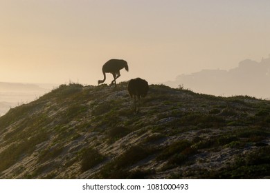 Ostrich Walking And Grazing On The Dunes At The Beach In Cape Town Just As The Sun Is About To Set 