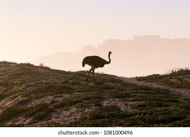 Ostrich Walking And Grazing On The Dunes At The Beach In Cape Town Just As The Sun Is About To Set 