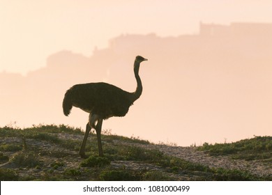 Ostrich Walking And Grazing On The Dunes At The Beach In Cape Town Just As The Sun Is About To Set 