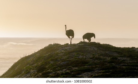 Ostrich Walking And Grazing On The Dunes At The Beach In Cape Town Just As The Sun Is About To Set 