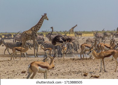 Ostrich walking past a huge crowd of animals in Ozonjuitji m'Bari, a waterhole in Etosha National Park, Namibia.