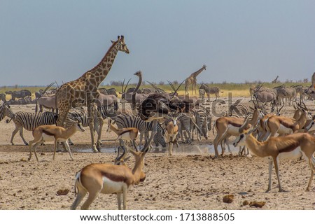 Ostrich walking past a huge crowd of animals in Ozonjuitji m'Bari, a waterhole in Etosha National Park, Namibia.
