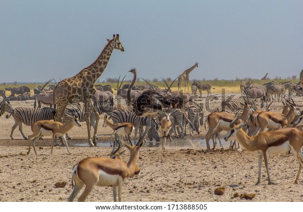 Ostrich Walking Past Huge Crowd Animals Stock Photo 1713888505 ...