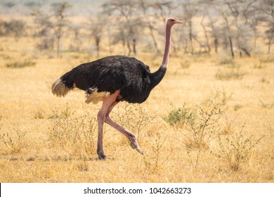 Ostrich walking, Safari, Africa