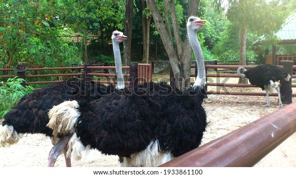 Ostrich in Zoo, Ostrich Animal in Zoo, Exotic\
Animal, Exotic