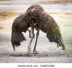 3,967 Ostrich walking Images, Stock Photos & Vectors | Shutterstock