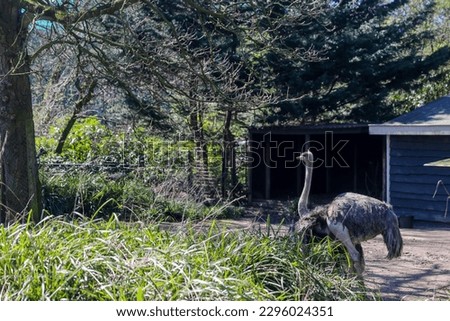 Ostriches at the Amsterdam Zoo