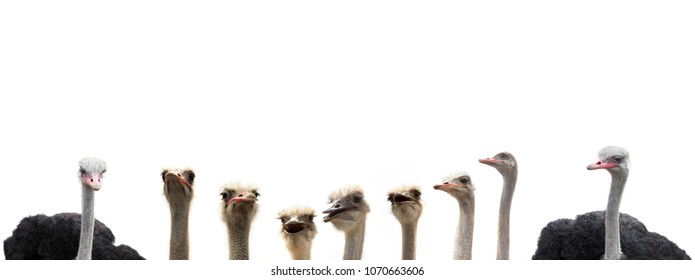 ostriches isolated on white
