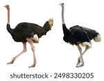 ostriches isolated on white background.