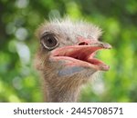 Ostriches are large flightless birds. They are the heaviest and largest living birds and laying the largest eggs of any living land animal. 