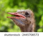Ostriches are large flightless birds. They are the heaviest and largest living birds and laying the largest eggs of any living land animal. 