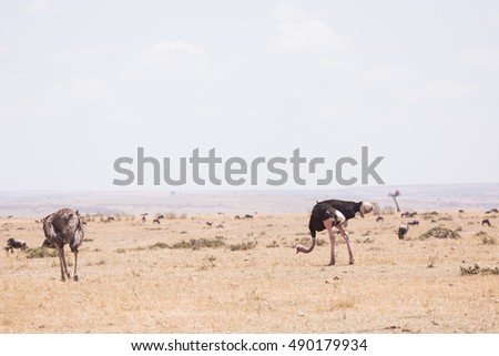 Similar – Image, Stock Photo Maasai walking in the savannah at sunset