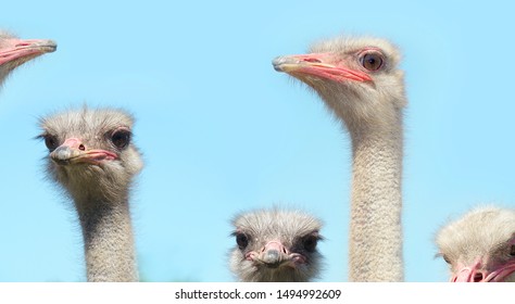 A lot of ostriches on a blue background copy space. Ostrich head. Wild birds natural pattern for design.