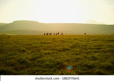 Ostriches Sunset Silhouettes In A South African Game Reserve