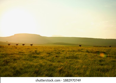 Ostriches Sunset Silhouettes In A South African Game Reserve