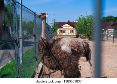 Ostriches in a zoo, an ostrich farm, an ostrich in an urban environment. Summer day