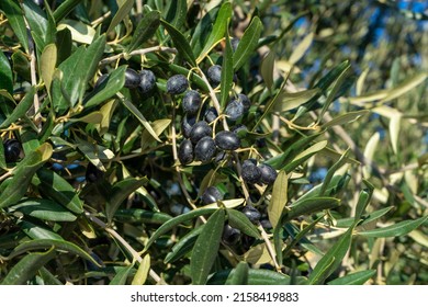 Ostuni, Brindisi - 19 09 2021: In Puglia Olives Are Ready To Be Harvested And Used To Produce New Fres Olive Oil.