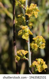 Osyris Alba, Santalaceae. Wild Plant Shot In Spring.