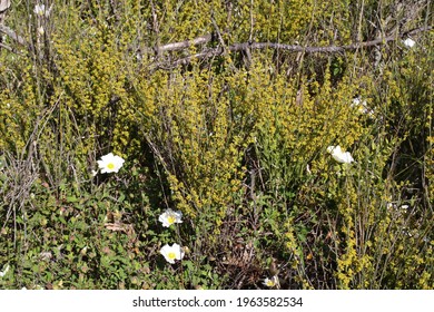 Osyris Alba, Santalaceae. Wild Plant Shot In Spring.