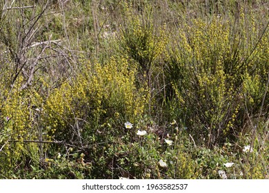 Osyris Alba, Santalaceae. Wild Plant Shot In Spring.