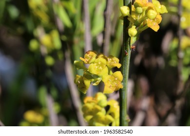 Osyris Alba, Santalaceae. Wild Plant Shot In Spring.