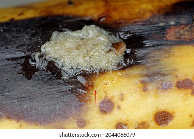 A ot of larvae - maggots, adult and egg (arrow) - of Common fruit fly or vinegar fly - Drosophila melanogaster. It is a species of fly in the family Drosophilidae, pest of fruits
