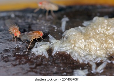 A ot of larvae - maggots and adults of Common fruit fly or vinegar fly - Drosophila melanogaster. It is a species of fly in the family Drosophilidae, pest of fruits and food made from fruits
